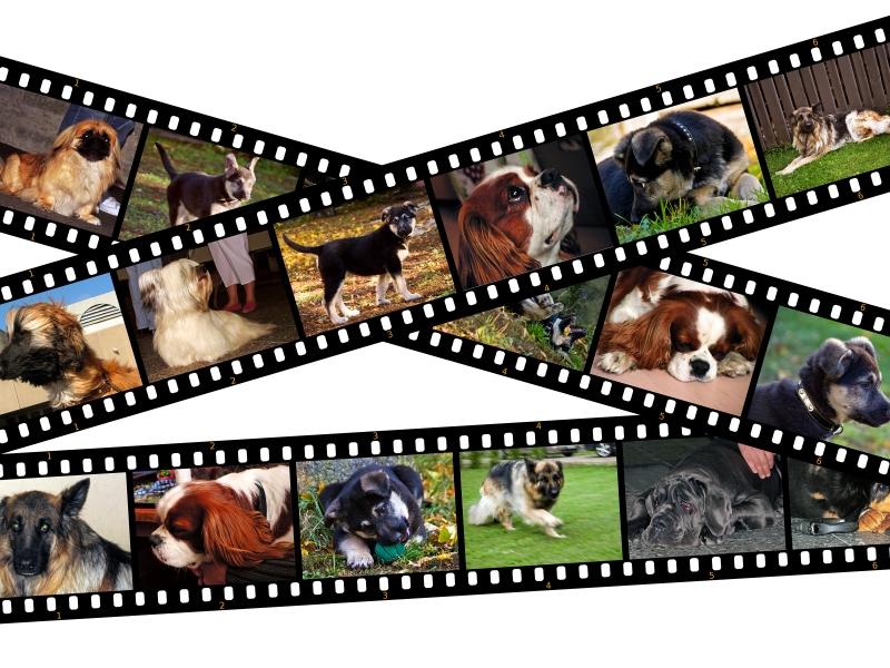 4412451-canine-filmstrip-illustration